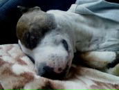 Андрій Горак фотография #32 (источник - https://vk.com/id50410921)