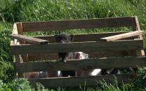 Aleksei Onischenko фотография #49 (источник - https://vk.com/id2246495)