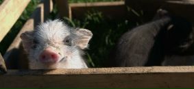 Aleksei Onischenko фотография #47 (источник - https://vk.com/id2246495)