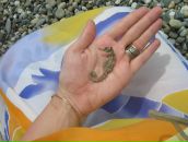 Фотография Смирновой Дарьи