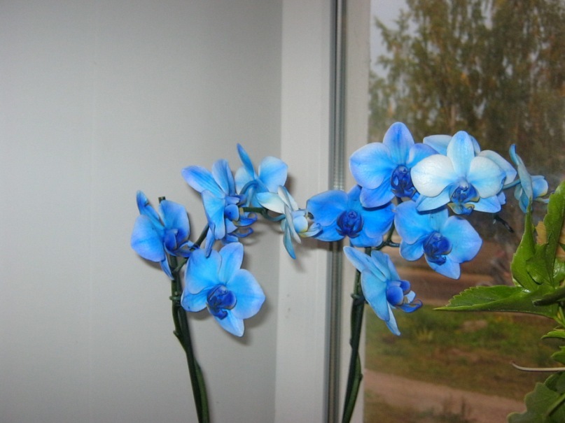 Ольга Галкина фотография #16