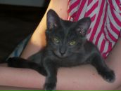 Фотография Фарафонов Александр