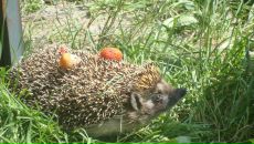 Фотография Глуховой Насти