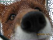 Фотография Матешевской Светланы