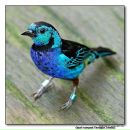 Фотография Vezhel Elena