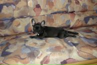 Фотография Parovoz Жентоса