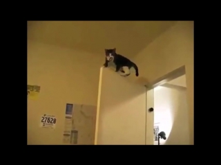 Коты-ниндзя