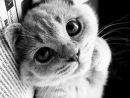 Murmur :) фотография #4 (источник - https://vk.com/id122831515)