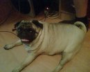 Афина ЗлОвЕщИй_МоПс фотография #1