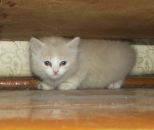 Фотография Спиридонова Александра