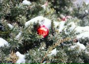 Фотография Voronkova Anastasiya