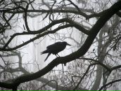 Фотография Шапкина Сергея