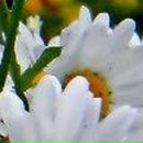 Стьопа Кушнір фотография #46 (источник - https://vk.com/id25392869)