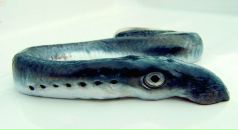 Фотография Костенко Анастасии