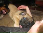 Фотография Horror Johni