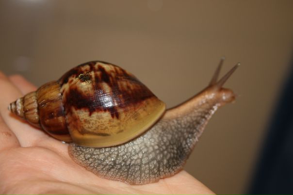 Руст Ам фото №42