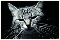 Фотография Наталья Мулина