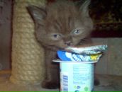 Фотография Хасановой Айгуль