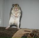 Фотография Скоморощенко Александры