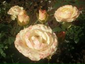 Фотография Степиной Светланы