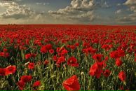 Фотография Зайцева Андрея