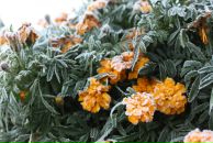 Фотография Шерова-Игнатьева Петра