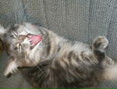 Фотография Чикулаевой Елены