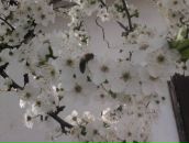 Тамара Міклош-Волкорезова фотография #41 (источник - https://vk.com/id68140358)