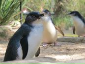 Фотография Самофаловой Оли