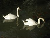 Илья Козлов фотография #50 (источник - https://vk.com/id1753466)