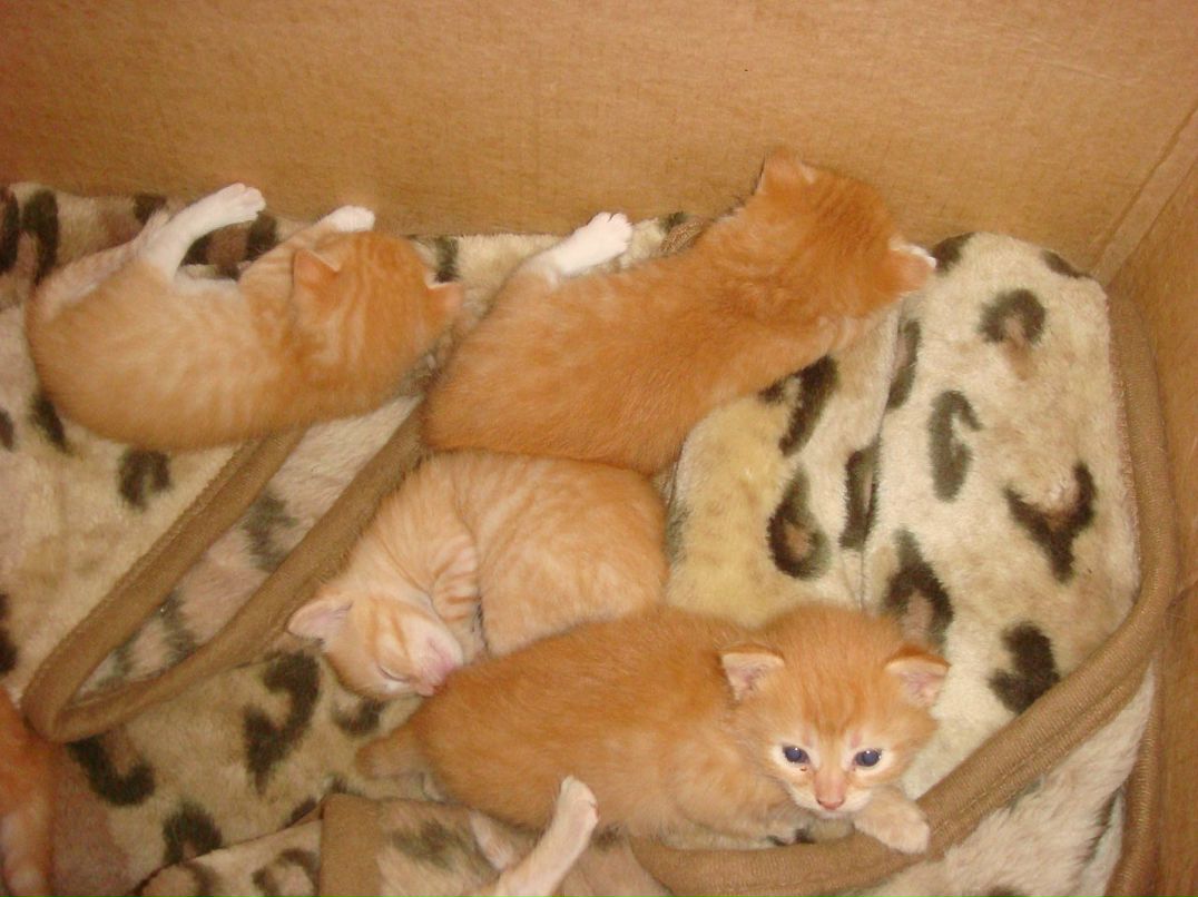 Оля Хапцова фотография #40