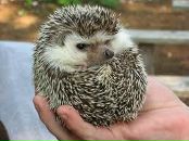 Фотография Шевчук Павлуха