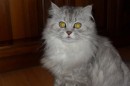 Кот Салтыков фотография #35 (источник - https://vk.com/id82408447)