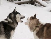 Дима Пилипчук фотография #32 (источник - https://vk.com/id20813129)