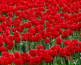 Іра Самойленко фотография #4 (источник - https://vk.com/id14683552)