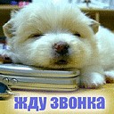 Сергій Громик фотография #11 (источник - https://vk.com/id76801216)