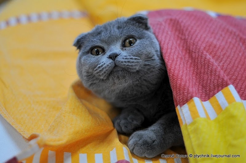 Руслан Цомаев фотография #5